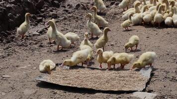 Flock of ducklings eating and moving around video