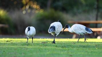 Ibis birds searching for food on grassy field video
