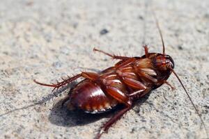 Cockroaches like to live in the house, especially in the kitchen and bathroom. photo
