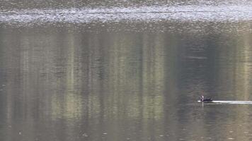 A duck moves smoothly across a tranquil lake video