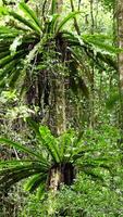 A serene view of vibrant green ferns and trees in Dorrigo's rainforest, captured with natural lighting and gentle camera movement video
