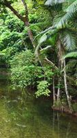 Aerial footage captures a tranquil rainforest scene with dense greenery and a calm creek, highlighting vibrant foliage and serene water reflections video