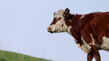 Hereford cattle roam a grassy hillside under clear skies in Kinloch, New Zealand. Natural lighting highlights their distinctive markings video