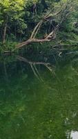 A tranquil river scene with lush greenery and tree reflections, captured in Port Douglas, Queensland. Calm and peaceful atmosphere video