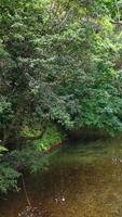 Aerial view of a tranquil creek winding through dense rainforest, showcasing vibrant greenery and clear water under soft natural light video