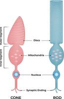 Cone and Rod Cells Structure of Photoreceptors in the Retina Design vector