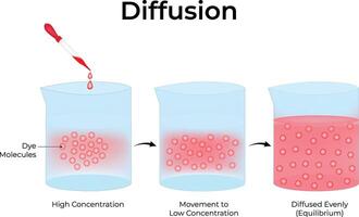 Diffusion Process Dye Molecules Moving Towards Equilibrium Science Design Illstration Diagram vector