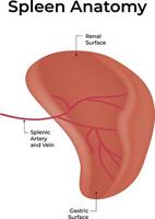 Spleen Anatomy Science Design Illustration vector