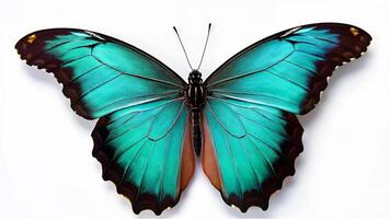 Vivid blue butterfly with black edges and detailed wings isolated on a white background. Suitable for educational, scientific, or decorative design. photo