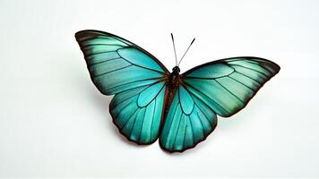 A blue butterfly with detailed wings is isolated on a white background. Suitable for nature, biology, and design projects requiring clear insect imagery. photo