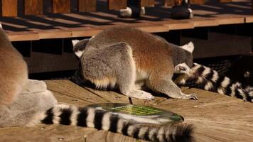 Lemurs exploring and interacting on a wooden platform video