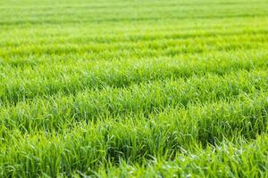 grass on a meadow with paths photo