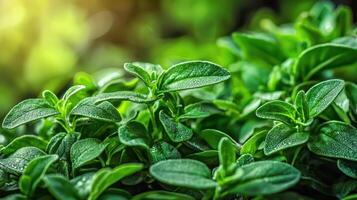 Fresh Green Oregano Leaves With Dew In Sunlight. Aromatic Herb For Culinary Use photo