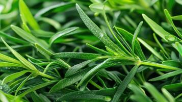 Fresh Green Rosemary Leaves With Water Droplets. Aromatic Herb For Culinary And Medicinal Uses photo