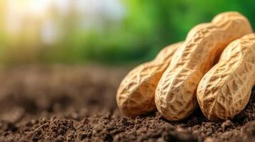 Peanuts In Shell On Soil With Blurred Green Background. Symbolizing Agriculture And Harvest photo