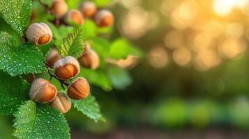 Hazelnuts With Dew On Green Leaves In Sunlit Garden. Freshness And Natural Beauty photo