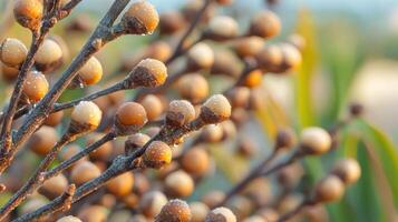 Close-Up Of Dew-Covered Brown Buds On Branches In Natural Setting. Morning Dew Enhances The Beauty Of Nature photo