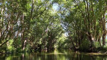 A tranquil river meanders through dense, sunlit forest in Bellingen, NSW. Vibrant greenery and gentle water reflections create a peaceful atmosphere video