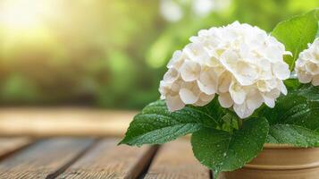 White Hydrangea Flowers With Dewdrops In A Garden Setting. Freshness And Natural Beauty photo