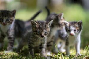 Cute and curios kitten nest in the grass of a forest photo