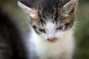 Closeup of kitten with a mix of curiosity and fatigue in its gaze, with runny nose and eye discharge photo
