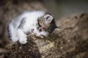 Adorable And Playful Kitten Chewing on Tree Bark photo