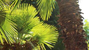 Close-up view of palm tree leaves and trunk video