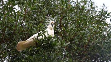 A cockatoo sits in a tree, observing surroundings video