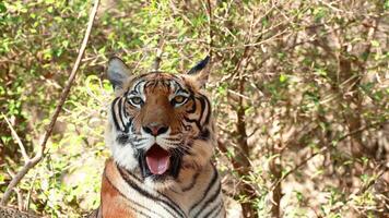 Tiger observed in natural zoo environment video