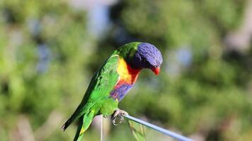 Vibrant parrot interacting with its environment video
