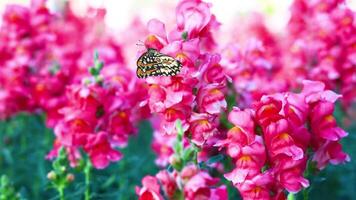 Butterflies gracefully flutter around vivid pink flowers, creating a lively and colorful animation with smooth transitions and natural movement video