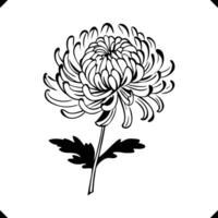 Silhouette of a chrysanthemum with tight, curling petals, a flower vector
