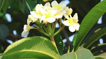 Frangipani flowers gently swaying in the breeze video