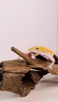 A leopard gecko navigates a wooden structure under soft lighting in a controlled studio environment video