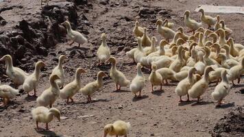 Numerous ducklings moving across a dirt path video