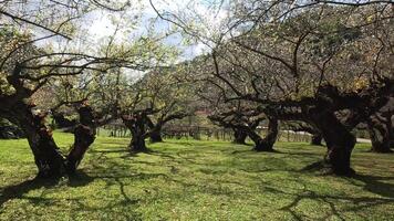 Time-lapse of trees flowering in a sunny orchard video