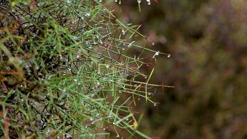 Close-up of a prickle plant with dew drops in natural light, captured at Lake Tekapo, New Zealand video