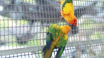 Two sun conures playfully interacting on a wire fence video