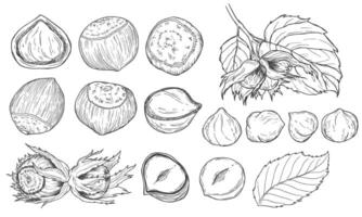 Hand drawn nuts set. Hazelnuts sketch. Peeled kernels and in shell. Engraving style illustration vector