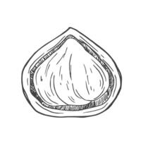 Hazelnuts collection of hand drawn ink illustrations. Half hazelnut kernels and nuts in shell. vector