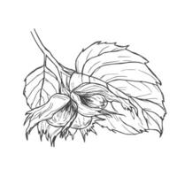 Hazelnut branch with leaves and fruits. black and white illustration hand drawn with ink. Graphic element for label and logo vector