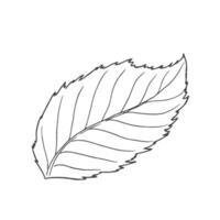 Simple hazelnut tree leaves, floral decorative element for patterns, ornaments, illustration with black ink contour lines vector