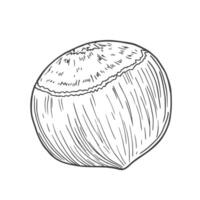 Hand drawn Hazelnut Sketch Illustration icon in vector