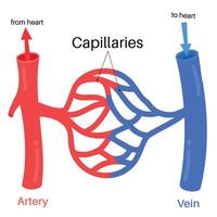 Capillaries Function And Anatomy in Human body vector
