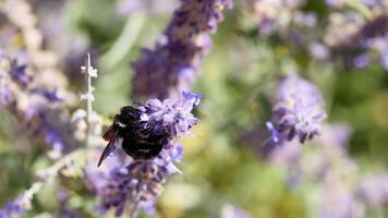 A bee collecting nectar from lavender flowers video
