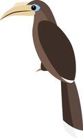 Tickell brown hornbill, Anorrhinus tickelli vector