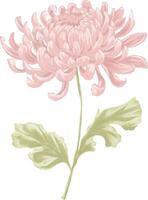 Digital painting of chrysanthemum flower vector