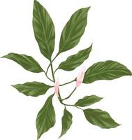 Digital painting of jasmine leaves vector