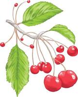 Digital painting of red cherries with stems vector