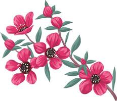 painting of manuka and kanuka flowers vector